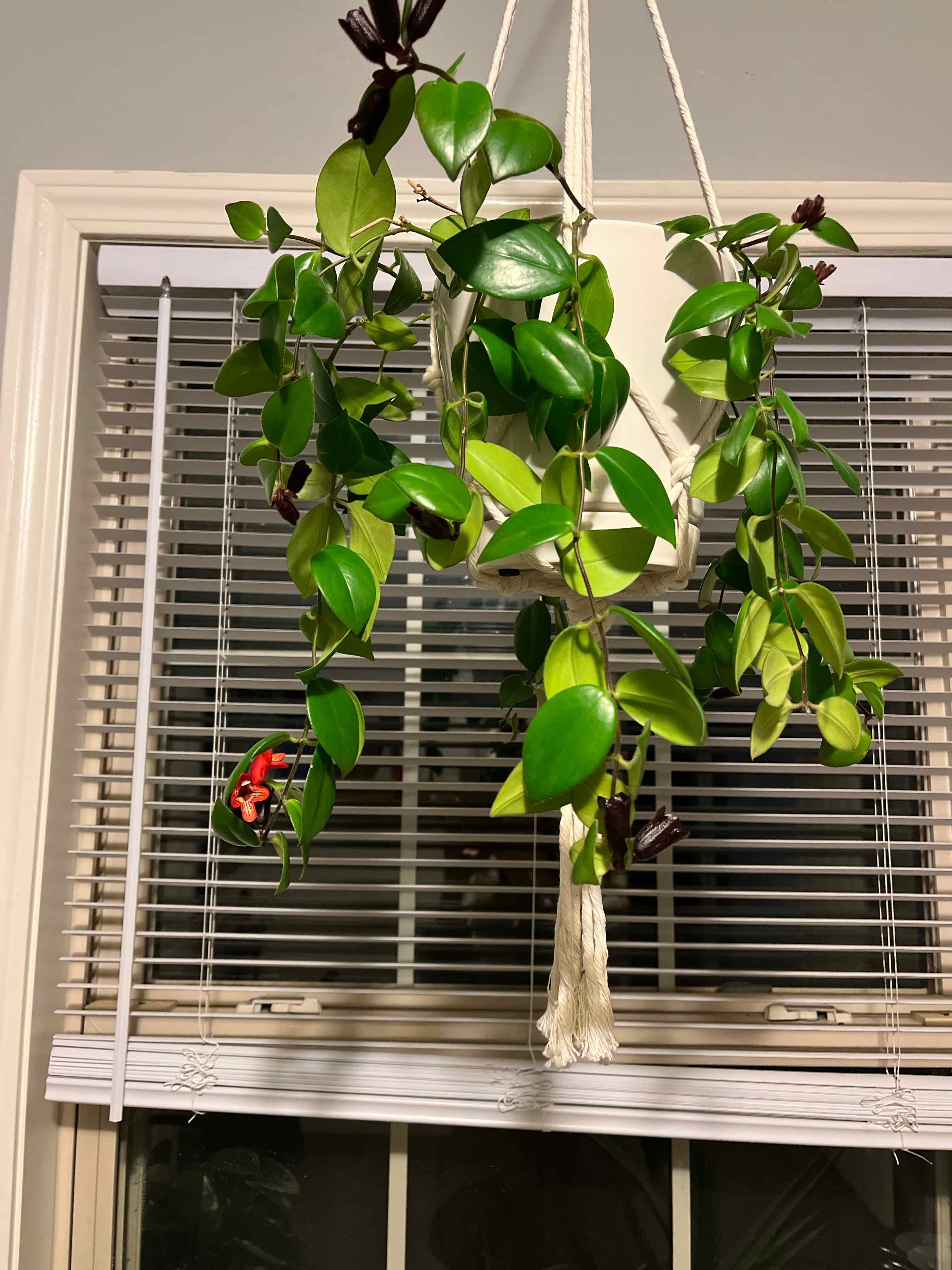 Photo of the plant species Lipstick Plant by @brittsgarden named Lena on Greg, the plant care app