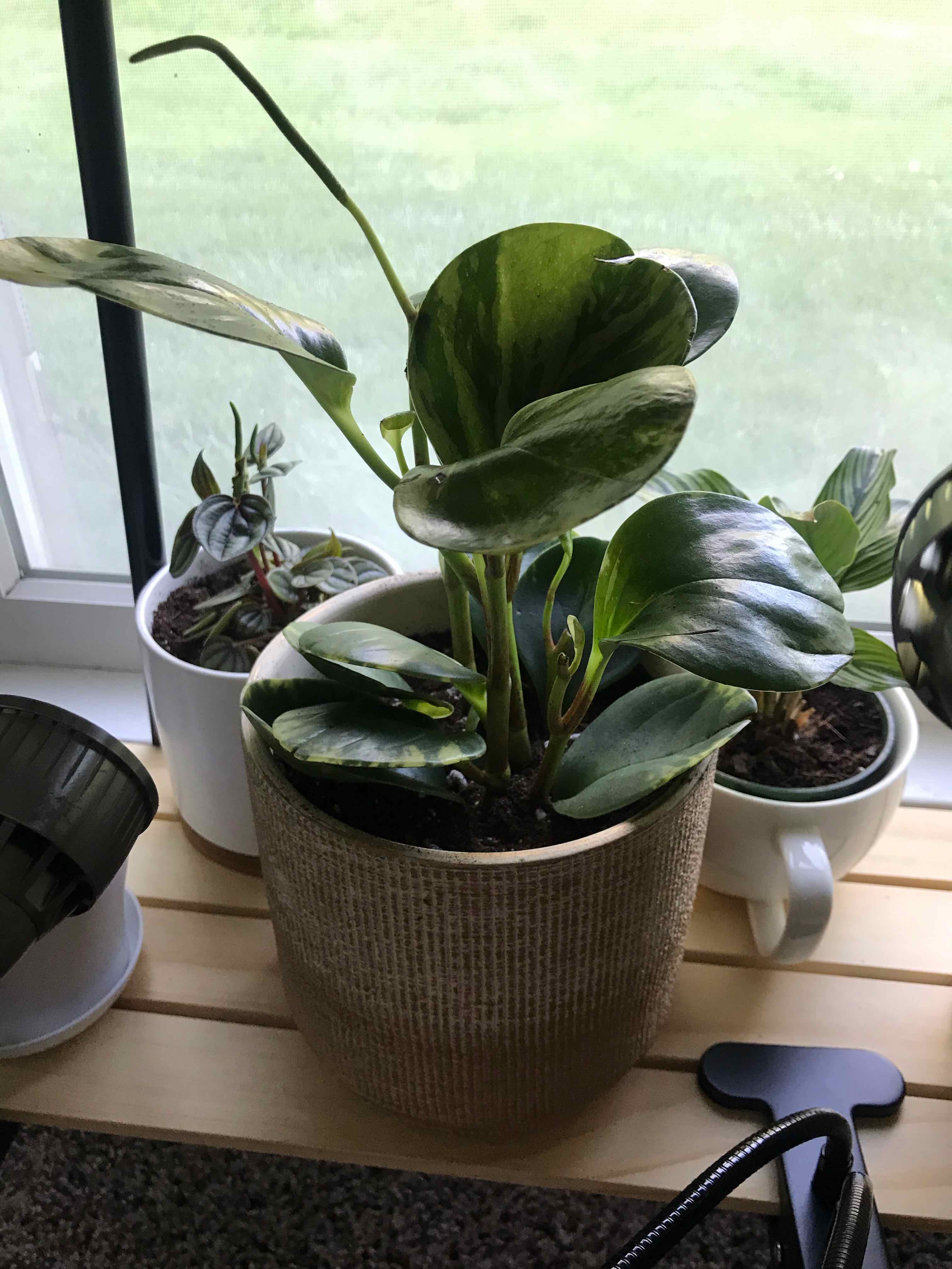 Marble Peperomia plant in a pot near a window with other plants in the background.