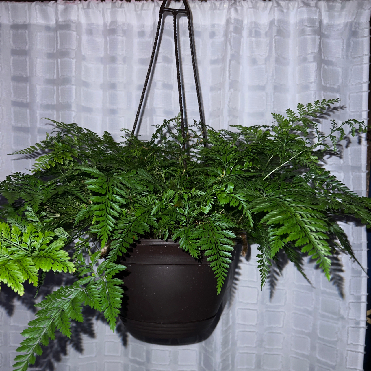 Davallia Fern in a hanging pot against a white curtain background.