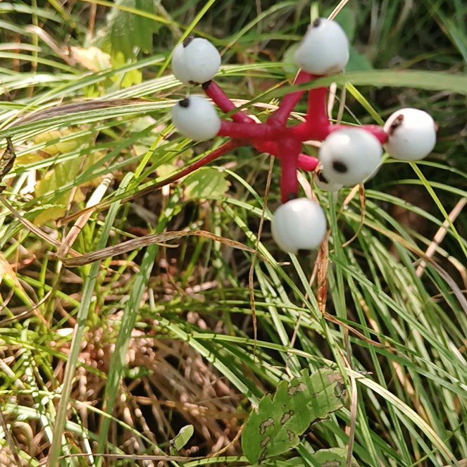 Photo of the plant species White Baneberry by @WiseCordmoss named Harry on Greg, the plant care app
