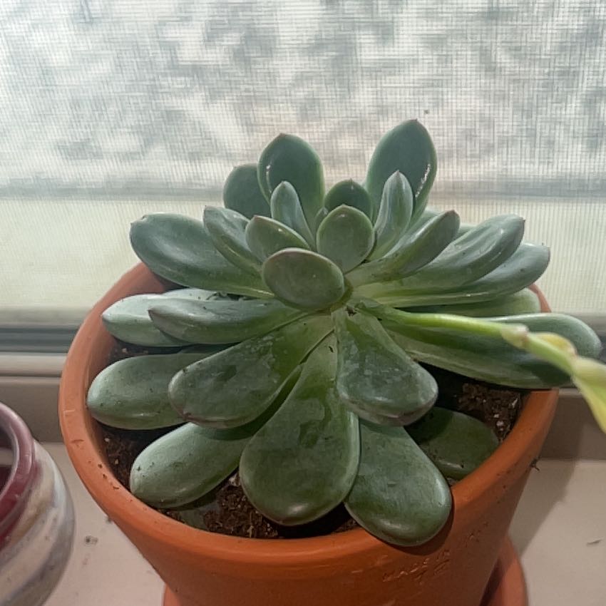 Photo of the plant species Variegated King Midas Echeveria by @TycoonAppletree named Olimar Pikmin on Greg, the plant care app