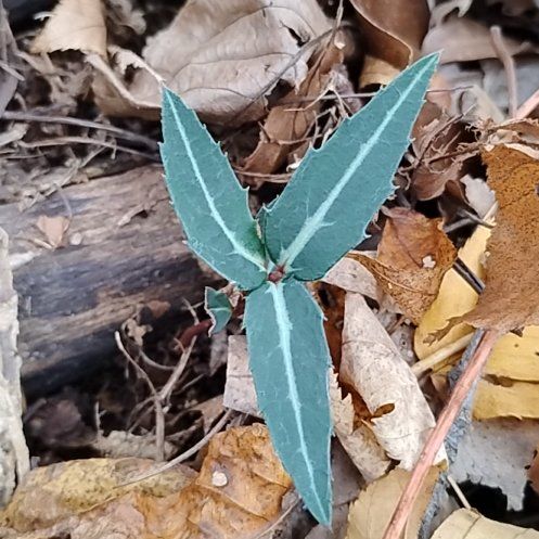 Photo of the plant species Spotted Wintergreen by @BreezyDecodon named Robert Plant on Greg, the plant care app