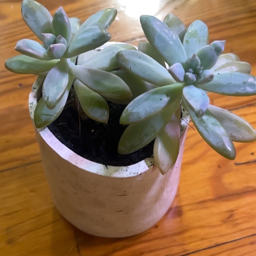 Graptosedum 'Francesco Baldi' plant in a white pot with healthy, plump leaves.