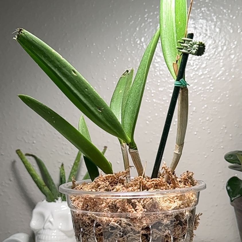 Dendrobium Phalaenopsis plant in a clear pot with visible soil and green leaves.