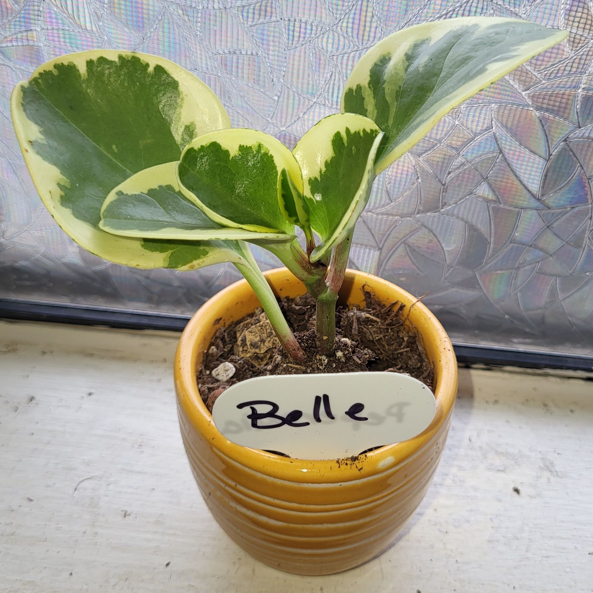 Belle