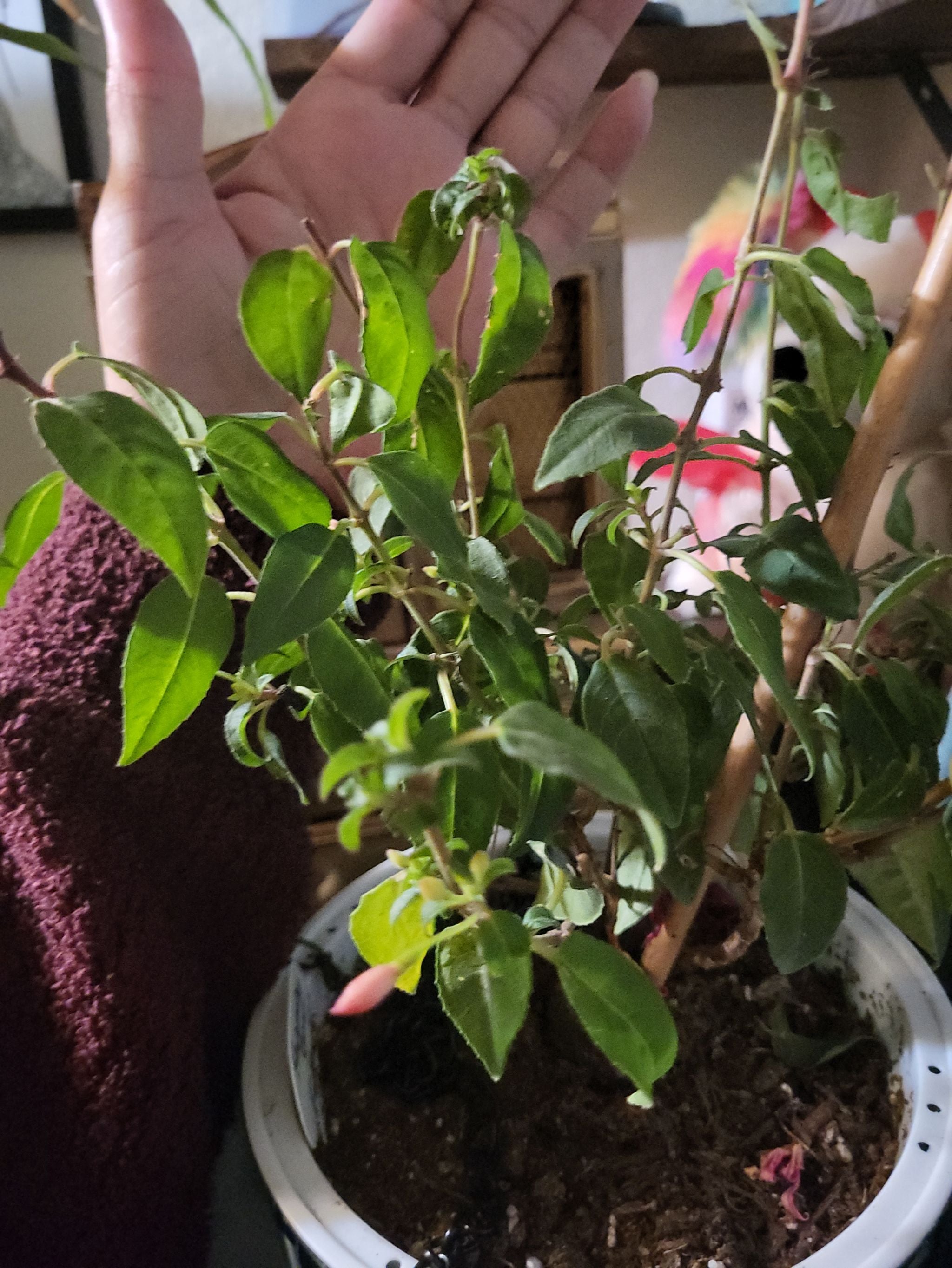 Best Climate for Blue Fuchsia Zones 8a10b ☀️