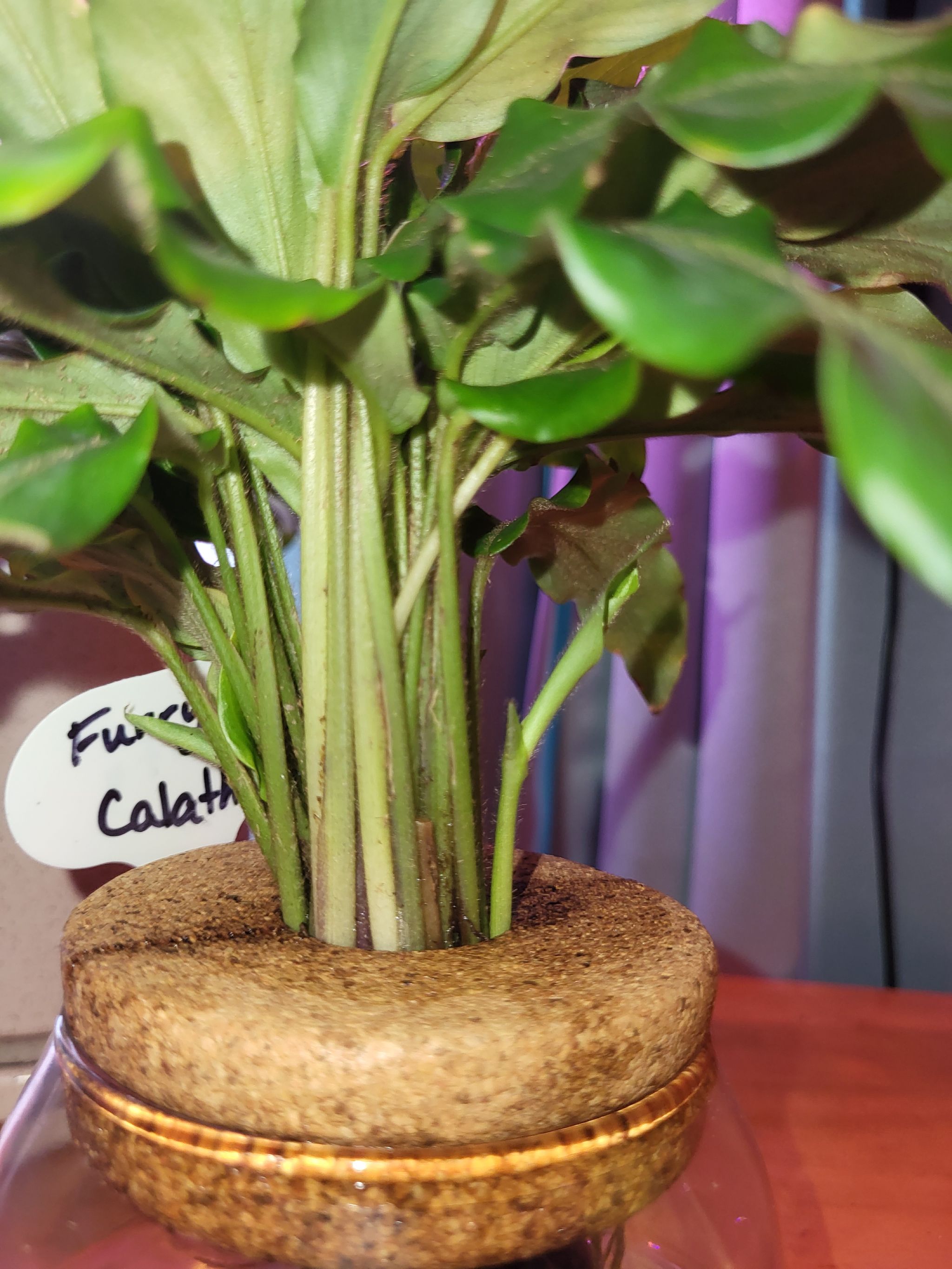 Sam | A plant by @KaylieS on Greg