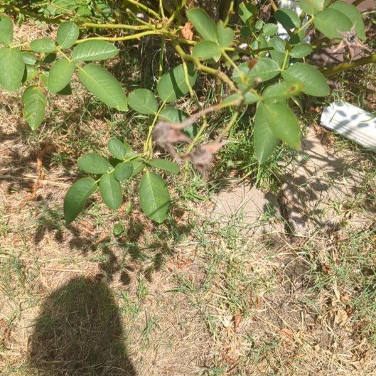 Photo of the plant species Flowering Ash by @InterestingMoss named Terra on Greg, the plant care app