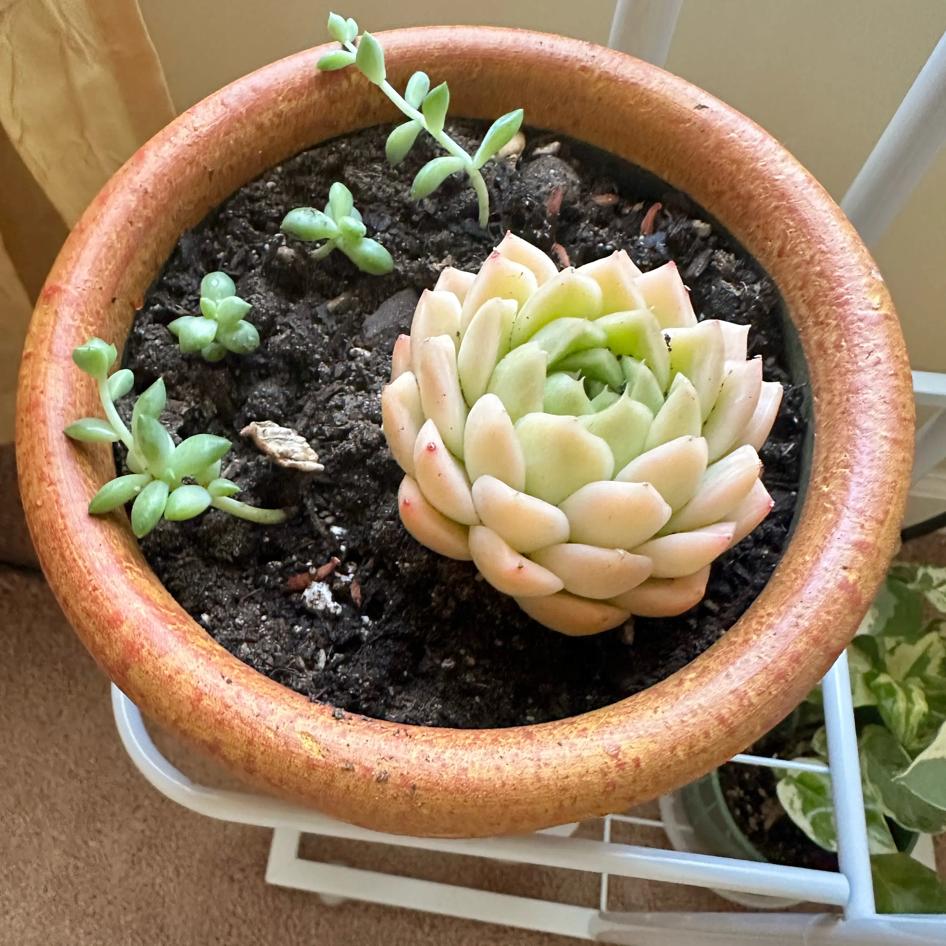 Photo of the plant species Pink Bright by @SmoothBelleblue named Bright on Greg, the plant care app