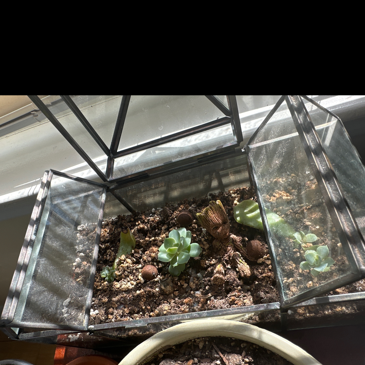 Photo of the plant species Blue Pink Lady by @SmoothBelleblue named Pinky 2 on Greg, the plant care app