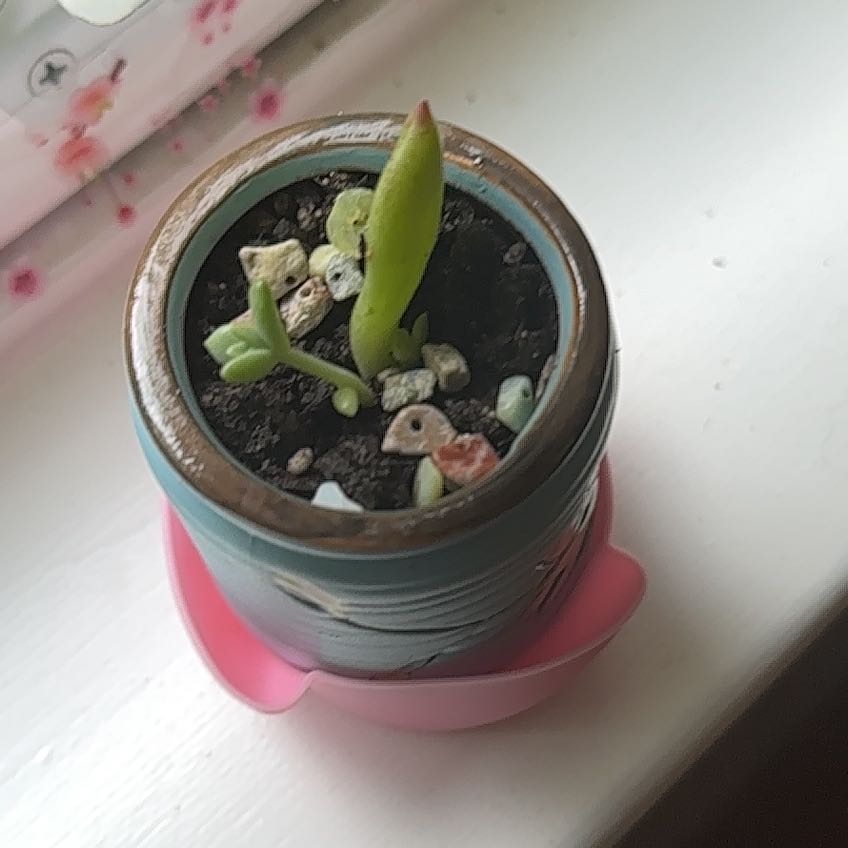 Plant care for Korean Melon on Greg, the plant care app