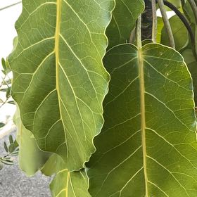 Photo of the plant species Puka by @SelectChamisa named Peter Parker on Greg, the plant care app