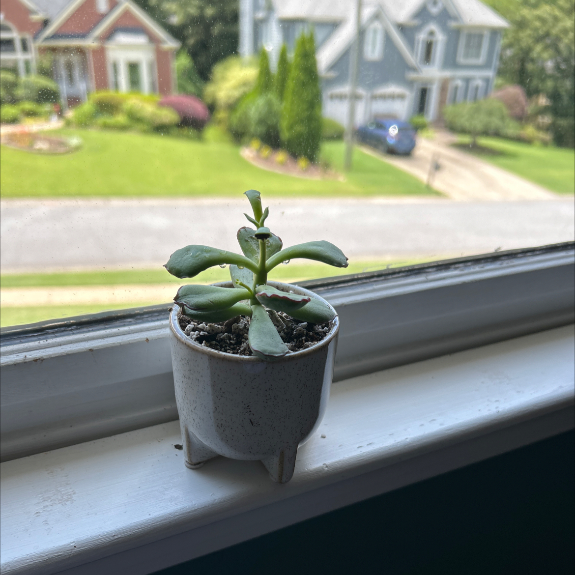 Photo of the plant species Succulent by @Billy named Bob Lil on Greg, the plant care app