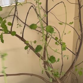 Photo of the plant species Gingerbush by @CleanJavamoss named Sigmund on Greg, the plant care app