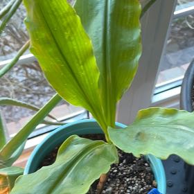 Plant care for Narcissus 'Honey Guide' on Greg, the plant care app