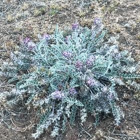 Photo of the plant species Wooly Locoweed by @AstuteThujopsis named Duke on Greg, the plant care app