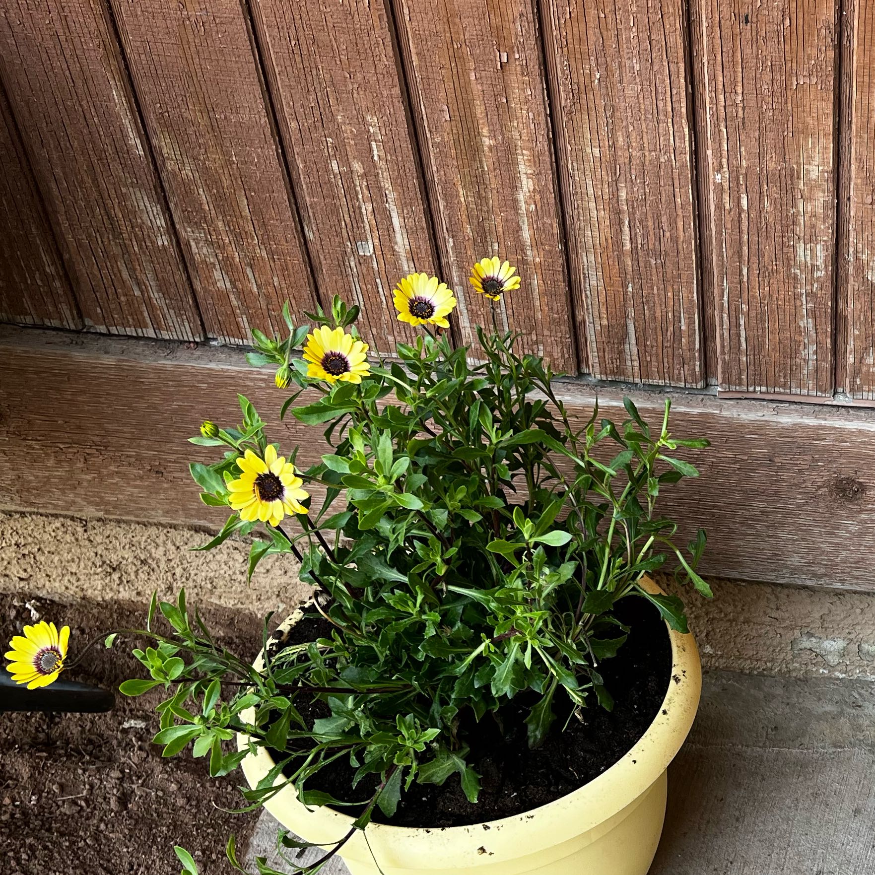 Photo of the plant species African Daisy by @EfficientPepino named Forrest on Greg, the plant care app
