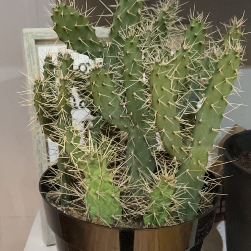 Photo of the plant species Consolea 'Slim Spiny' by @SavvyHappyleaf named Tex on Greg, the plant care app