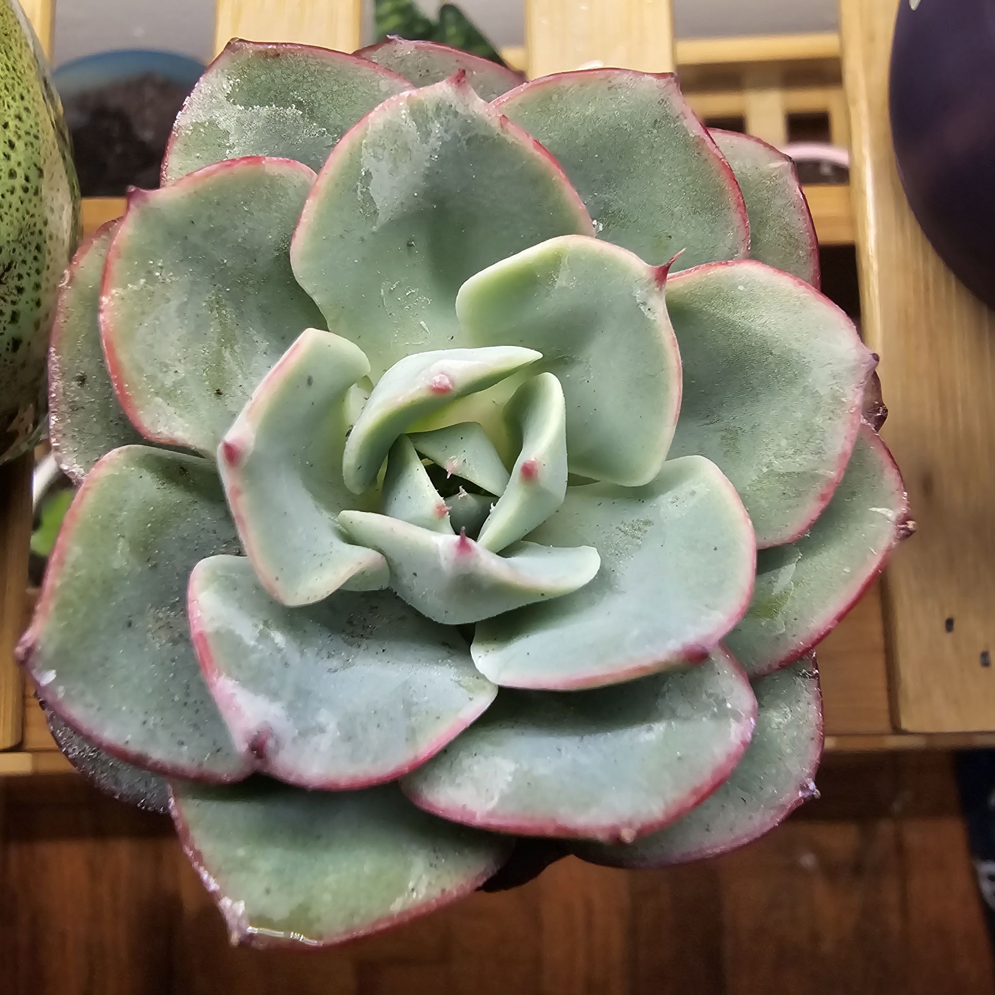 Photo of the plant species Echeveria 'Atlantis' by @LikableDamiana named Athena on Greg, the plant care app