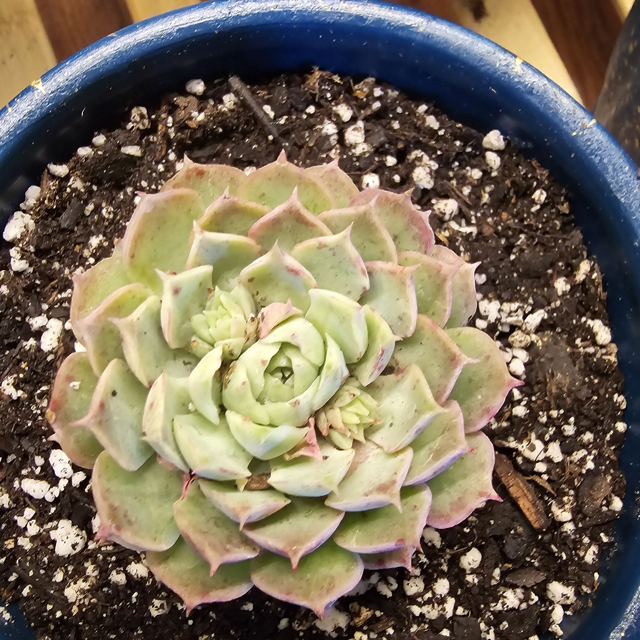 Photo of the plant species echeveria 'Red Hole' by @LikableDamiana named Stella on Greg, the plant care app