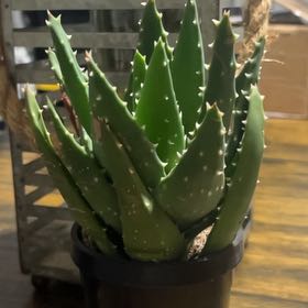 Photo of the plant species Variegated Aloe Nobilis by @BoldGoldensedge named Duke on Greg, the plant care app