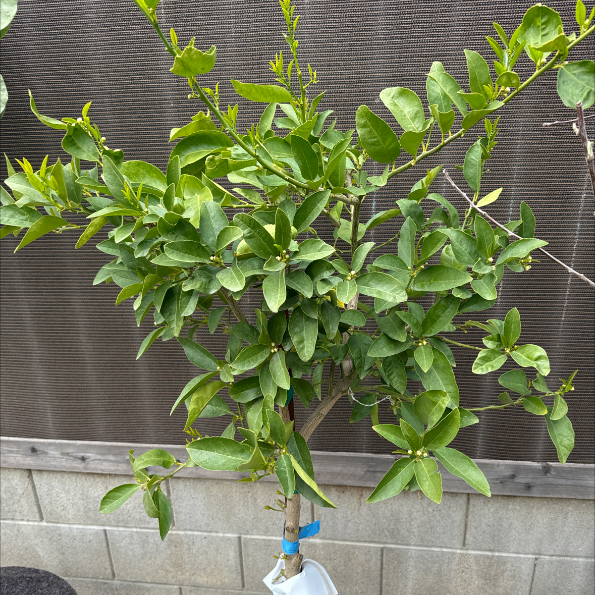 Healthy Persian Lime plant with green leaves, well-framed and in focus.
