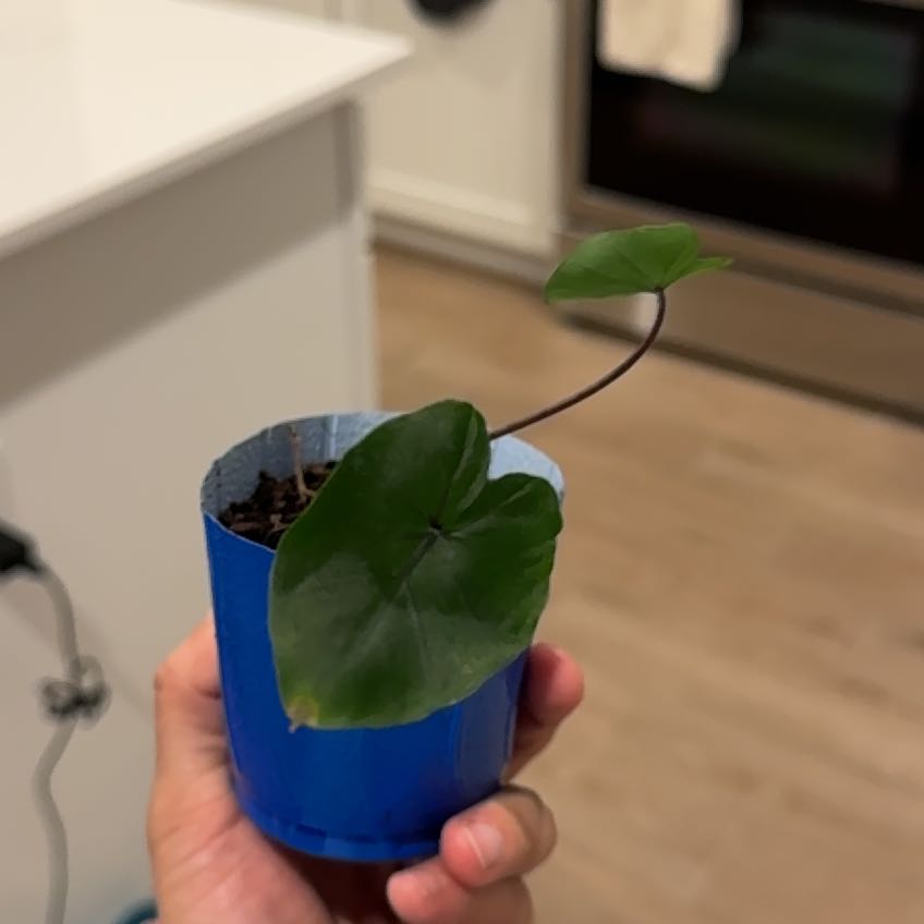 Photo of the plant species Waikiki by @Partytime named Waikiki on Greg, the plant care app