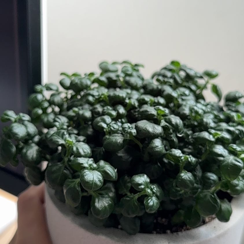 Photo of the plant species Bubble Plant by @CivicFlamelily named Rihanna on Greg, the plant care app