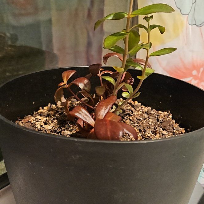 Photo of the plant species dark magic by @StableSeepmuhly named Girlfrond on Greg, the plant care app