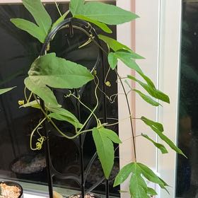 Photo of the plant species Lady Margaret Passion Flower by @Aromatics named Zion on Greg, the plant care app