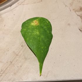 Photo of the plant species Cochliasanthus Caracalla by @Aromatics named Baesil on Greg, the plant care app