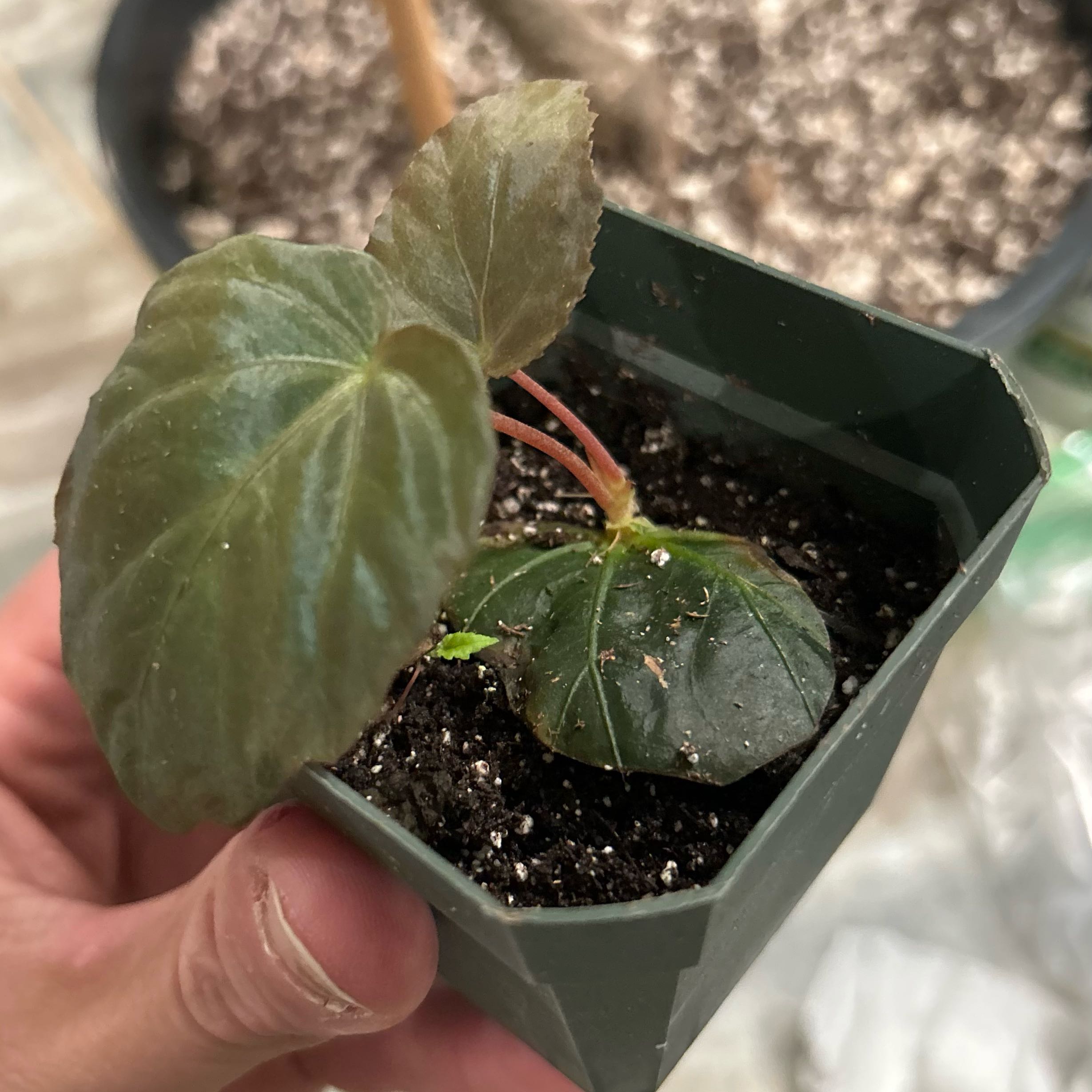 Photo of the plant species Peacock Begonia by @Aromatics named Muhammad Ali on Greg, the plant care app