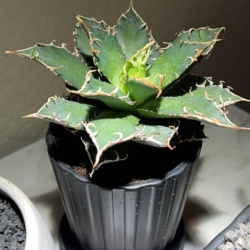 Photo of the plant species Agave Titanota by @VibrantAjwain named Kendall on Greg, the plant care app