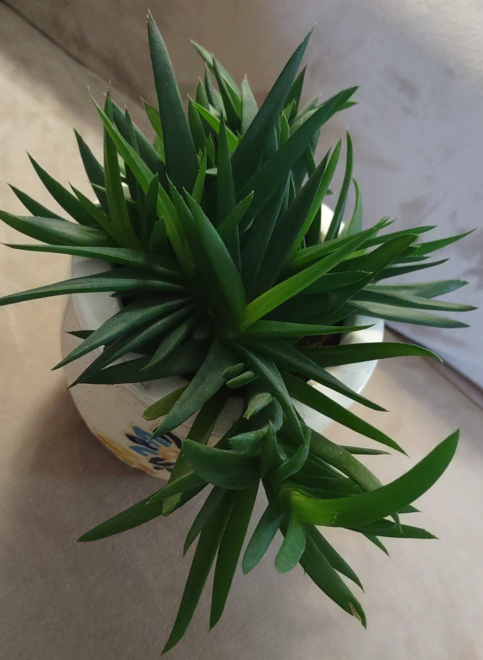 Photo of the plant species Aloe Black Gem by @IdealSuperchili named Shakira on Greg, the plant care app