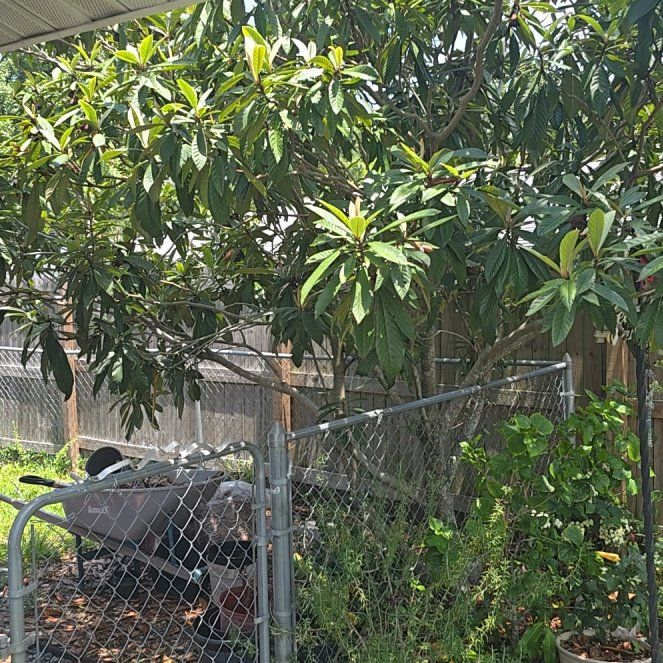 Photo of the plant species Japanese Medlar by @FieryApiastrum named Elina on Greg, the plant care app
