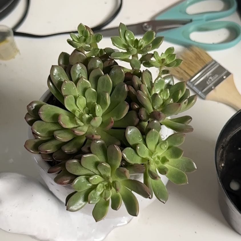 Healthy Graptoveria 'Bashful™' succulent with green leaves and reddish tips in a small pot.