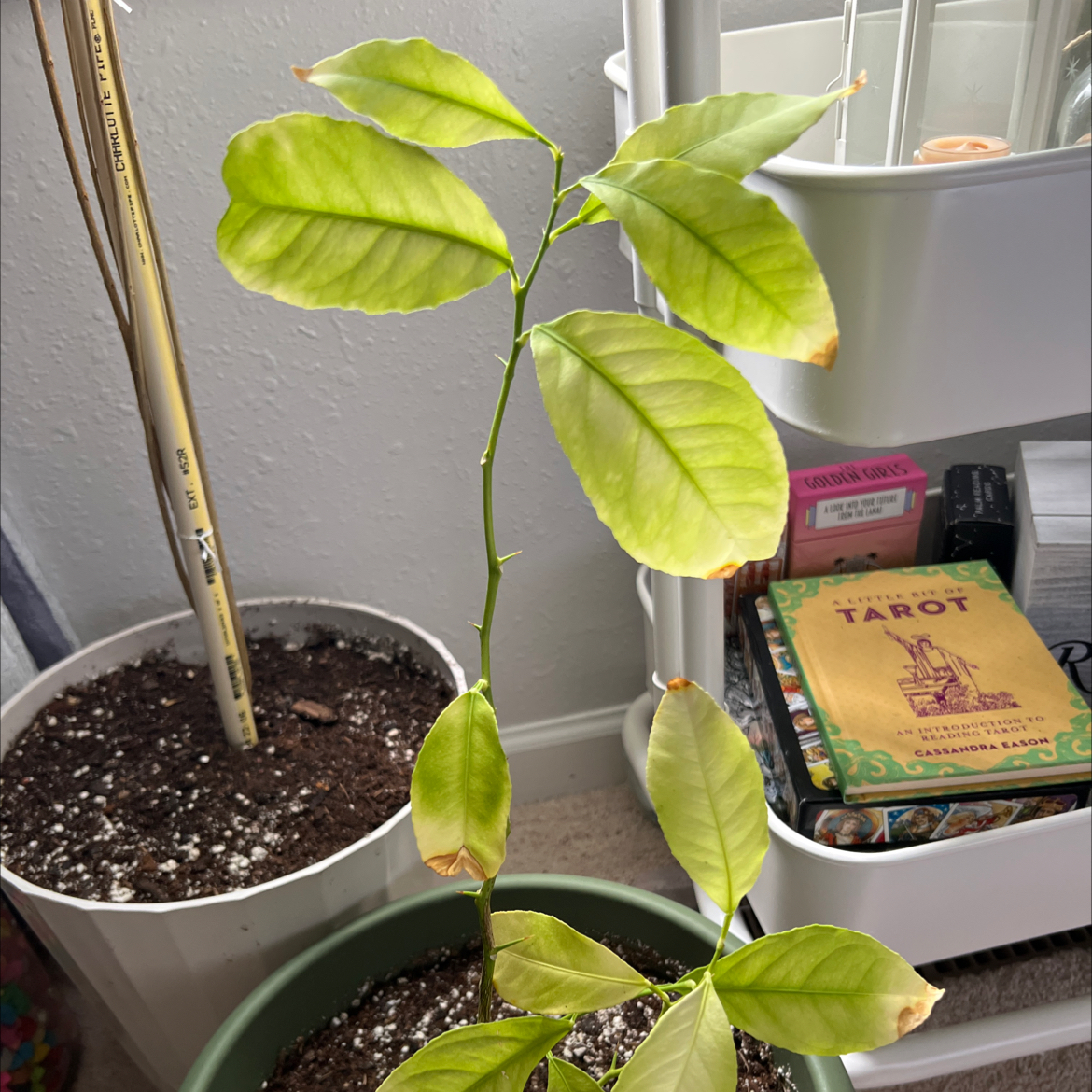 A young lemon plant with yellowing and browning leaves in a pot. Soil is visible.