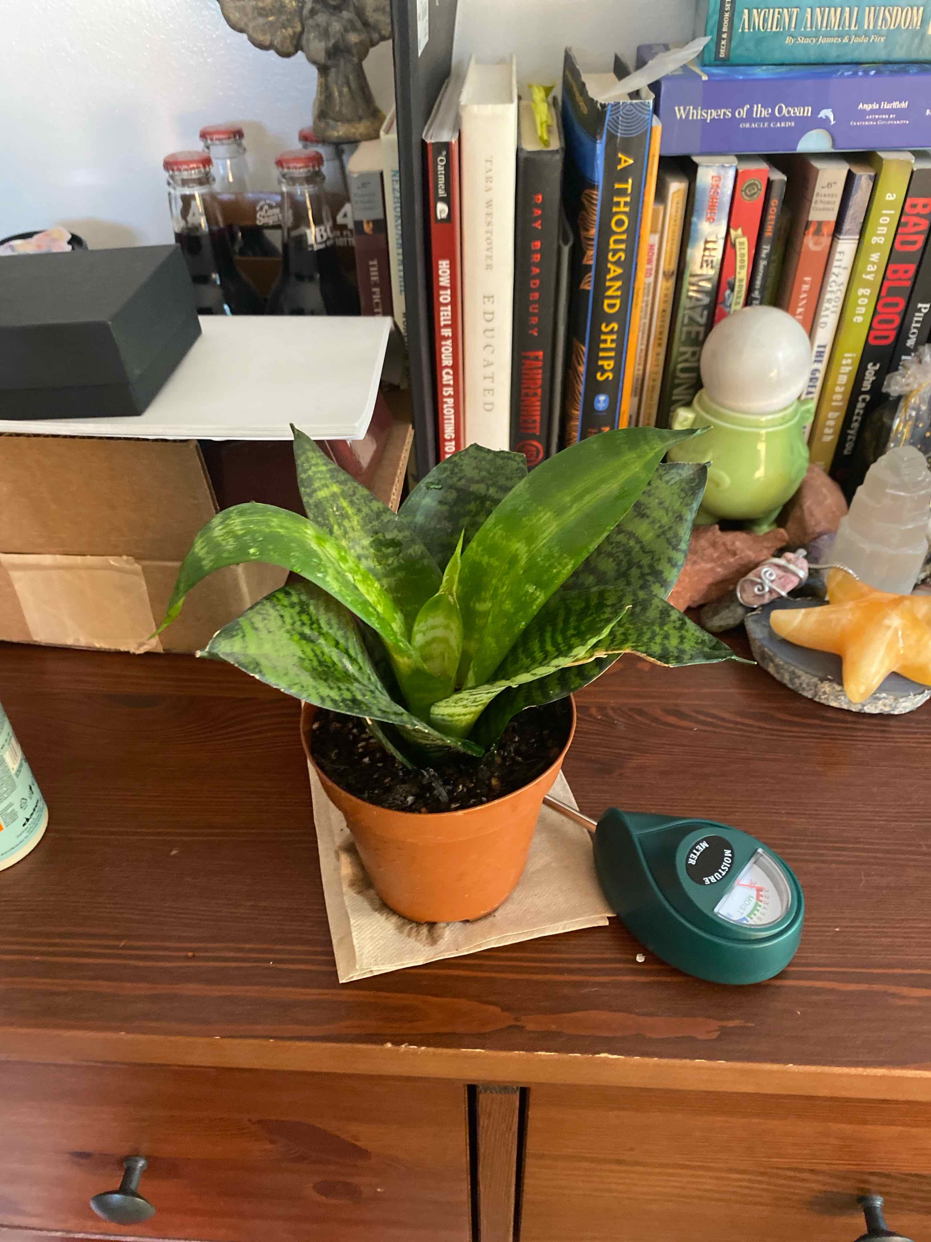 Black Robusta Snake Plant in a small pot on a wooden surface, with visible soil and healthy green leaves.