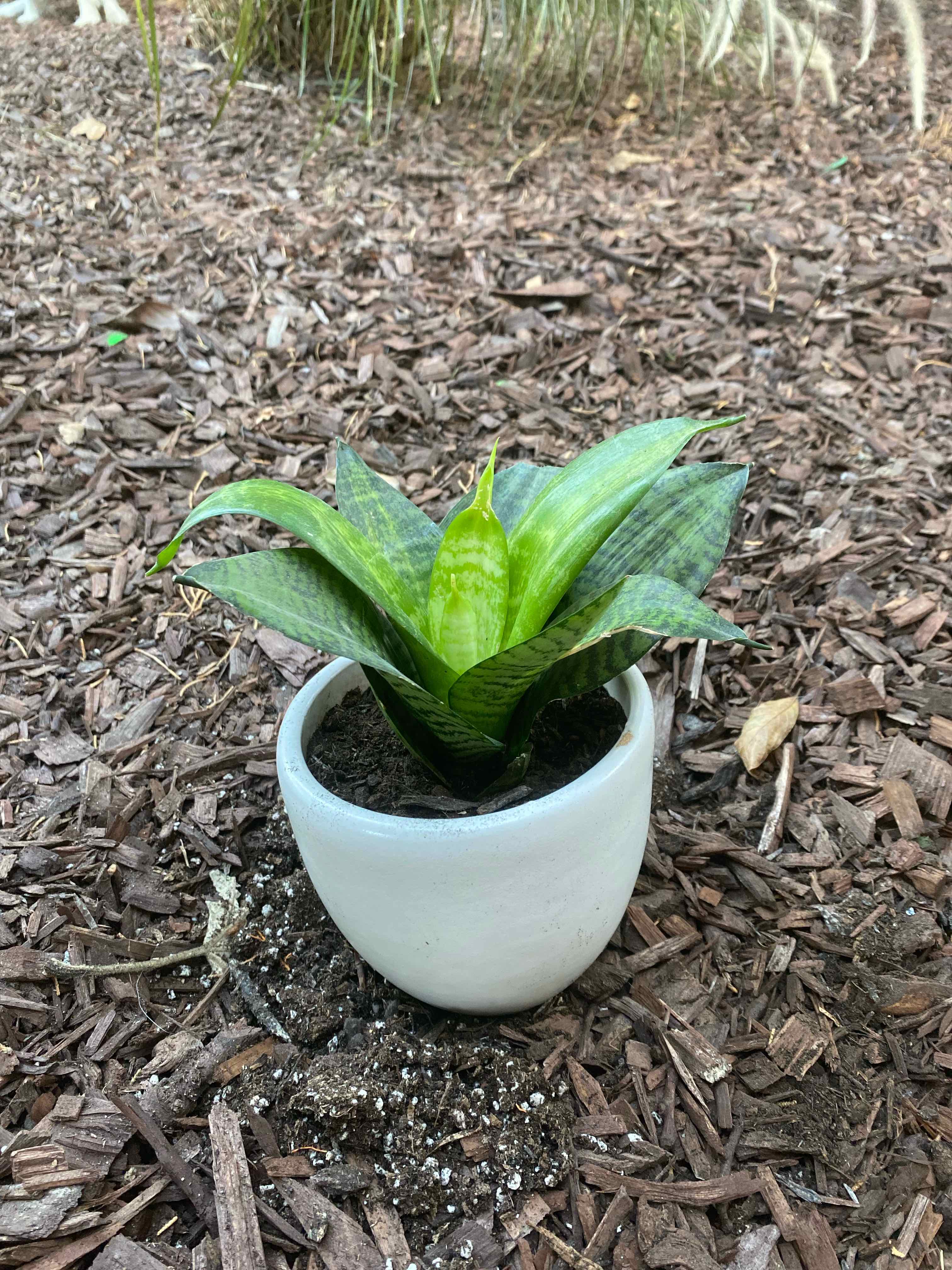 Black Robusta Snake Plant in a white pot on mulch-covered ground, appearing healthy.