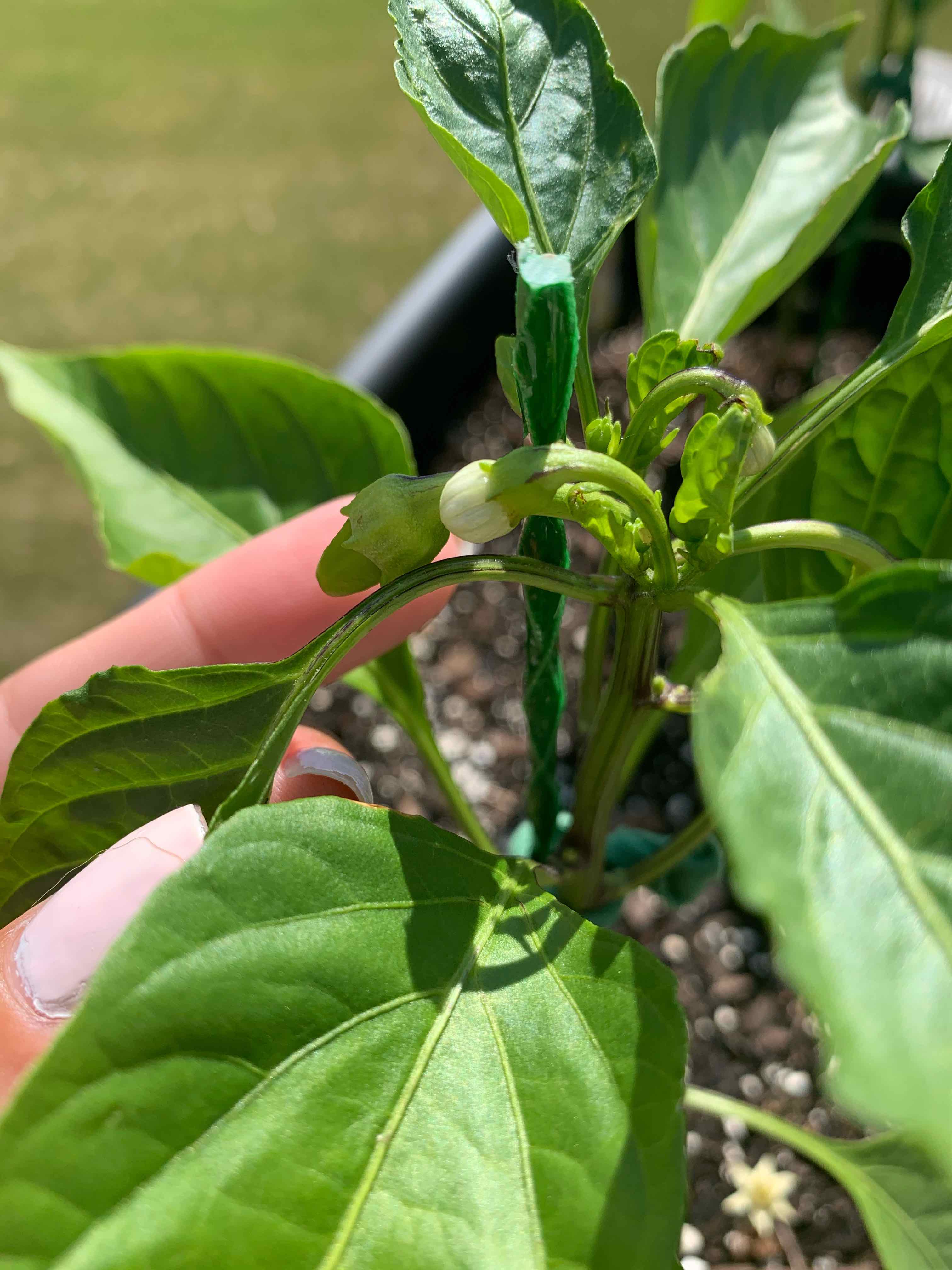 Banana Pepper plant with healthy green leaves and a small flower bud. Soil is visible.