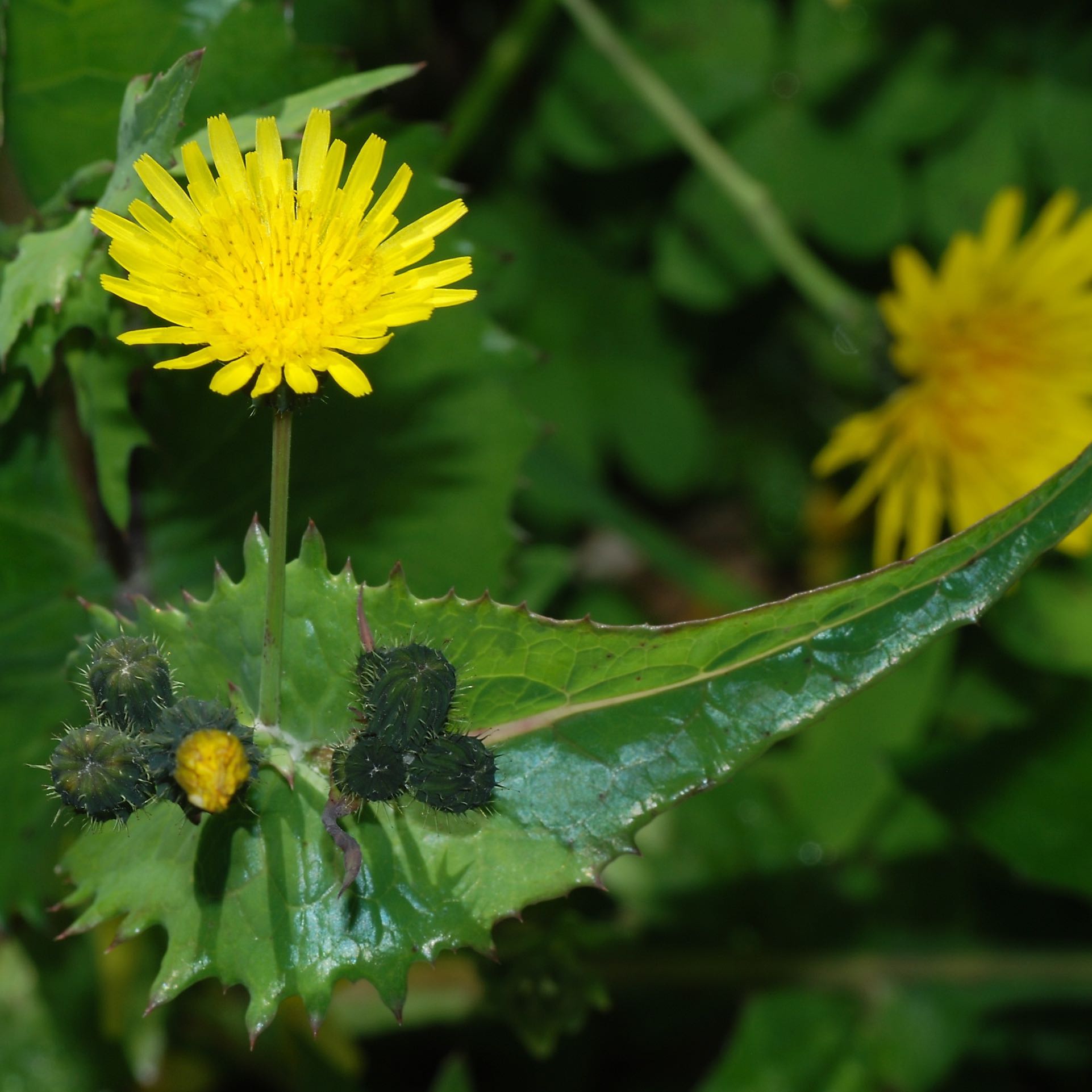 Common Sowthistle with bright yellow flowers and green leaves.