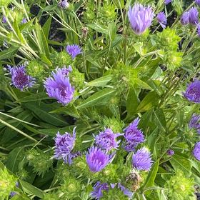 Photo of the plant species Stokes' Aster by @HeartyCilantro named Marilyn on Greg, the plant care app