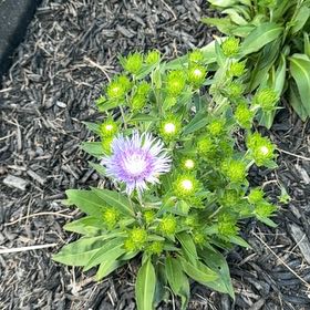 Photo of the plant species Stokes' Aster by @HeartyCilantro named Dolores on Greg, the plant care app