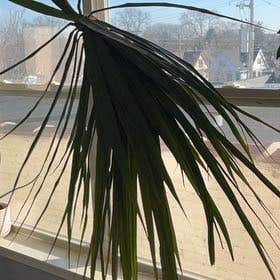 Photo of the plant species Sabal Palm by @ClearRedginger named Sol on Greg, the plant care app