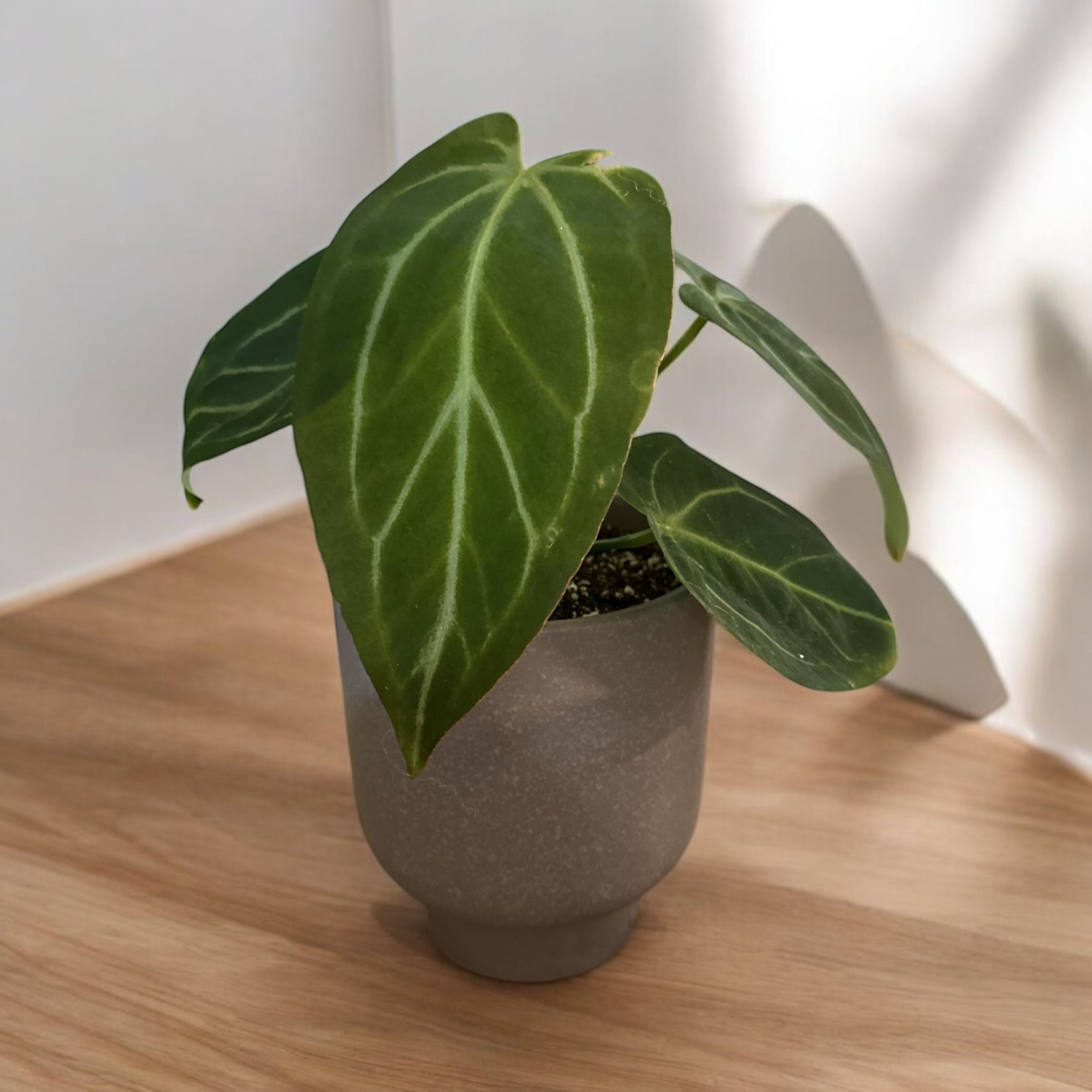 Photo of the plant species Anthurium papillilaminum x magnificum by @KacieJo named Sproutacus on Greg, the plant care app