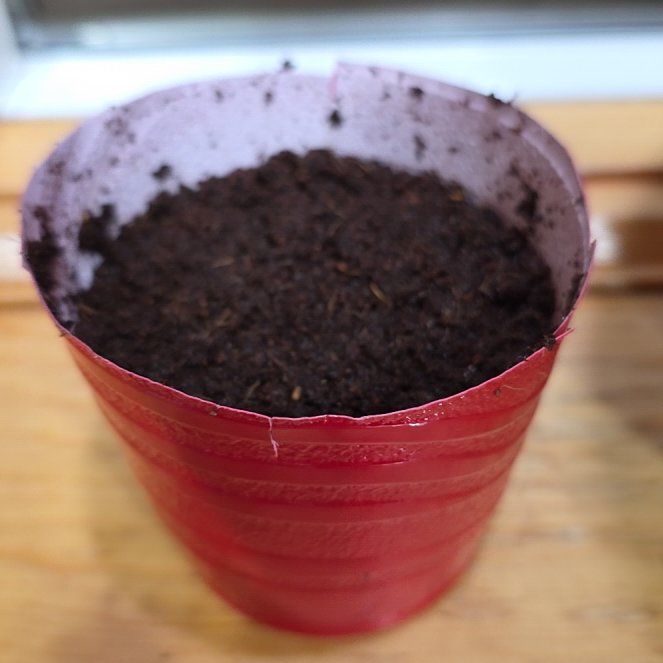 Photo of the plant species Pansy by @QuirkyTutsan named Remington on Greg, the plant care app