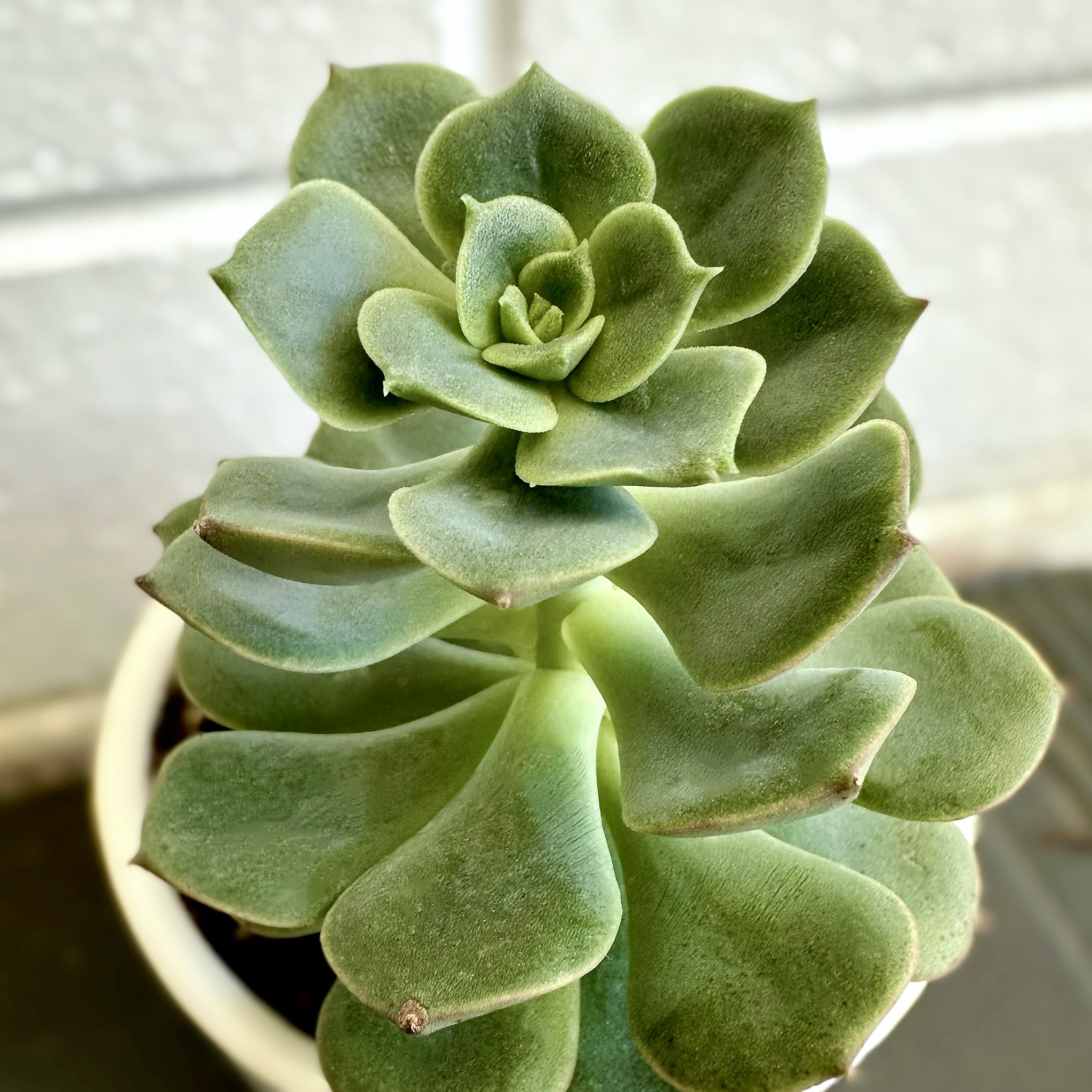 Photo of the plant species Semnan by @signorebean named Fiore di Foglie (Flower of Leaves) on Greg, the plant care app