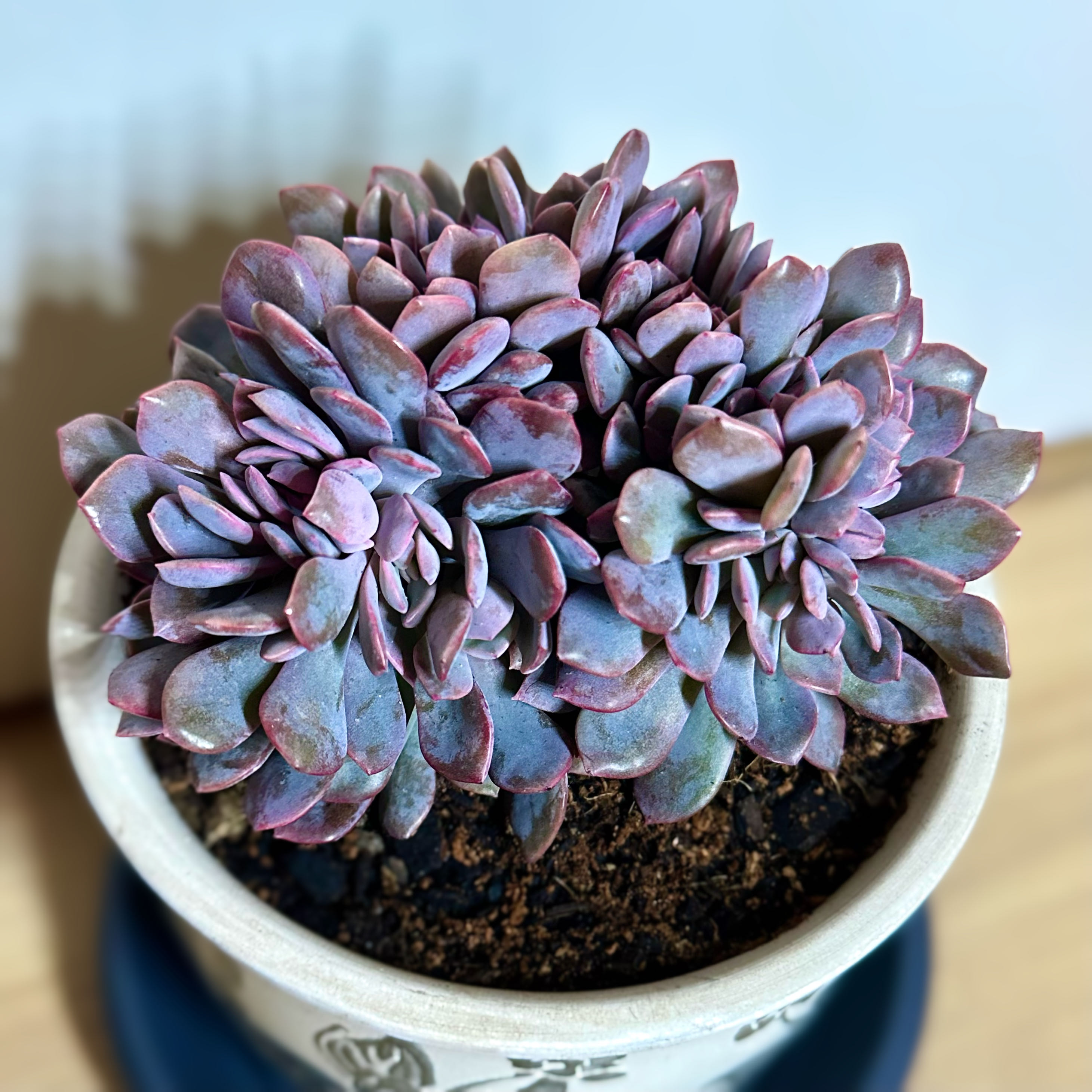 Photo of the plant species 'Debbie' Crested Graptoveria by @signorebean named Montagna di Ametista (Mountain of Amethyst) on Greg, the plant care app