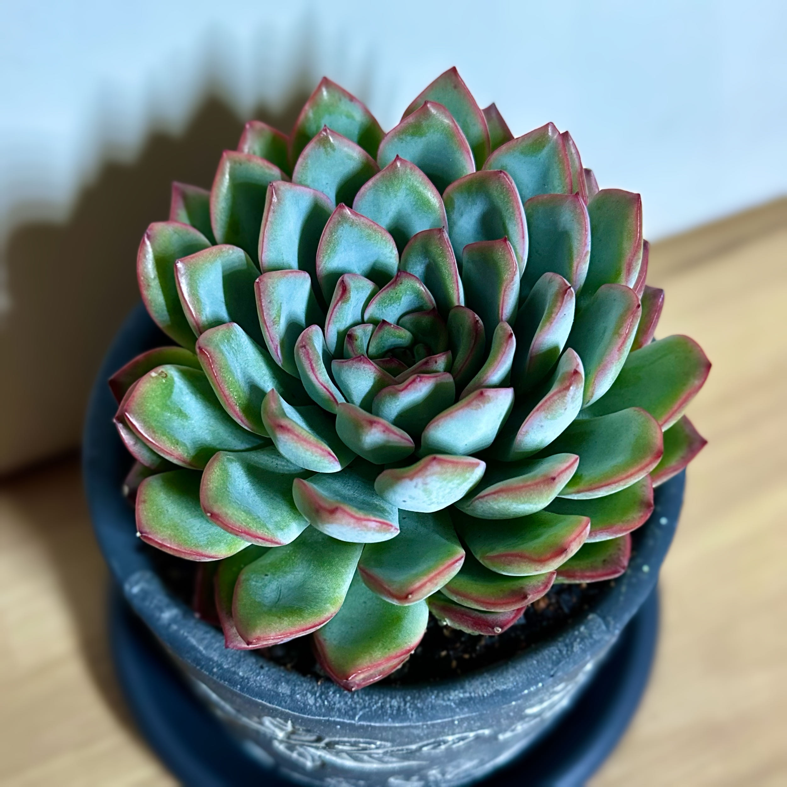 Photo of the plant species Echeveria 'Pink Edge' by @signorebean named Maestosità Tinta di Rosa (Rose Tinted Royalty) on Greg, the plant care app