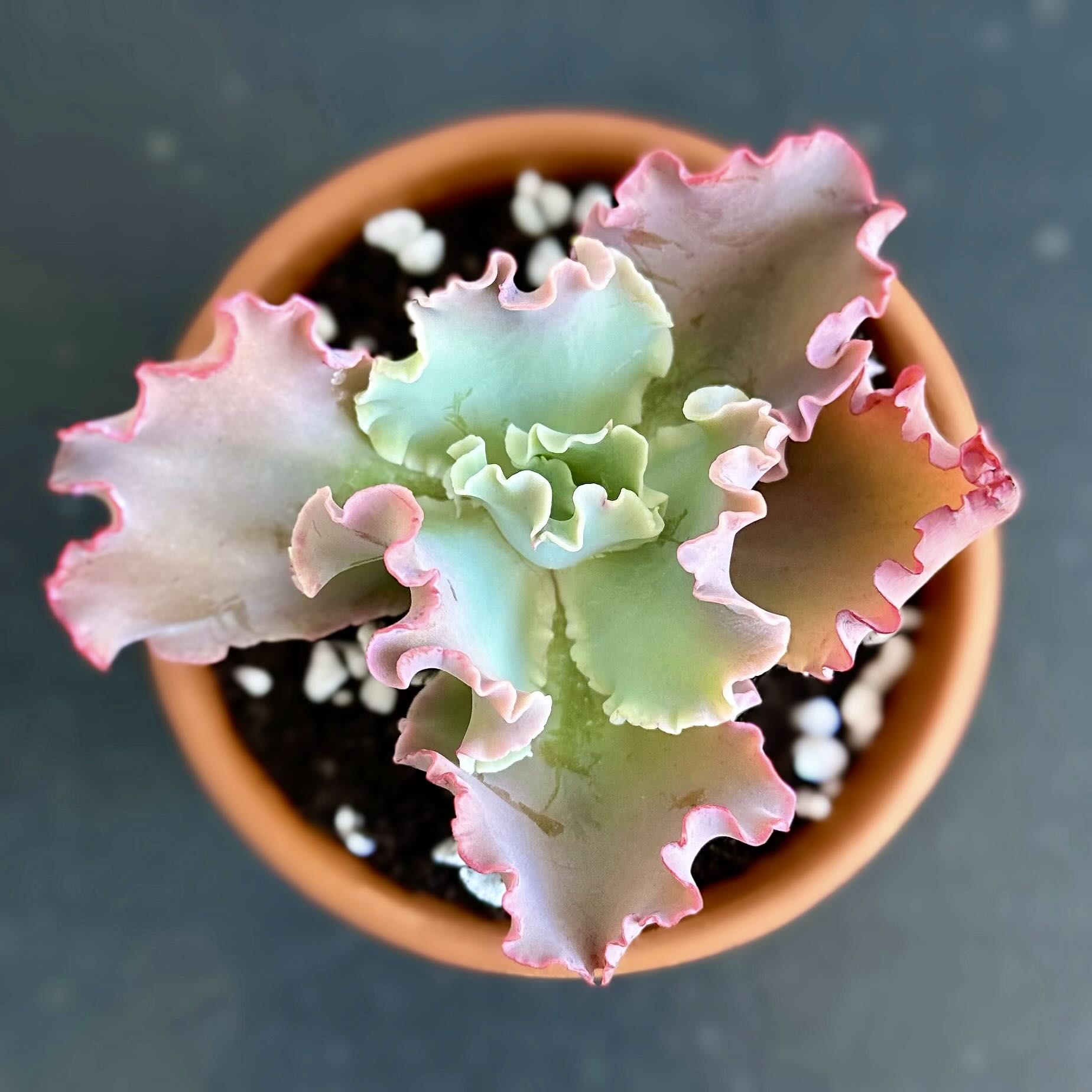 Photo of the plant species Echeveria 'Blue Curls' by @signorebean named Riccioli Arcobaleno (Rainbow Curls) on Greg, the plant care app